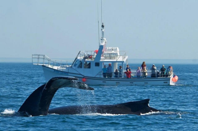 Avistamiento en e yate